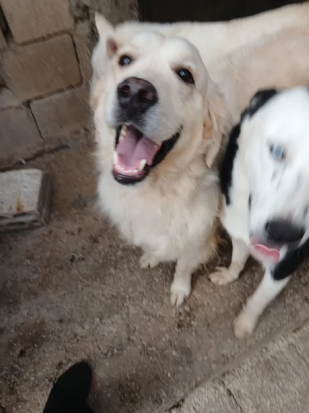 Splendido Golden Retreiver  NOUR | Foto 0