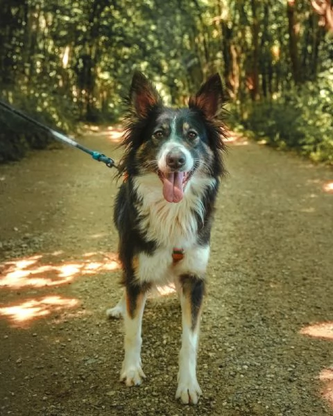 Splendida Border Collie  MILA