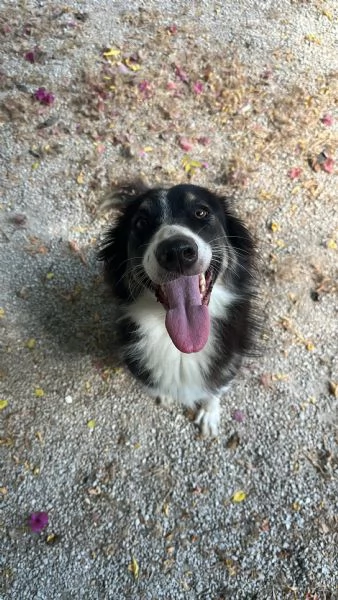 Splendida Border Collie  MILA | Foto 6