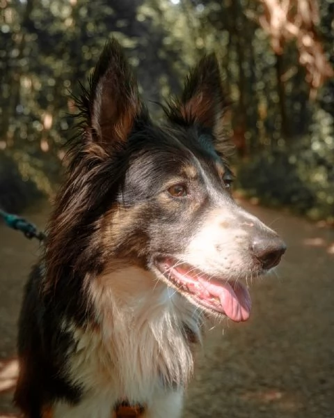 Splendida Border Collie  MILA | Foto 6