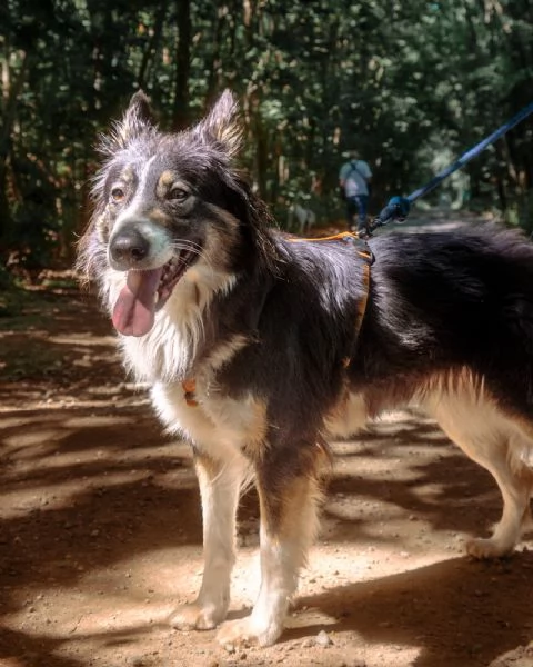 Splendida Border Collie  MILA | Foto 5