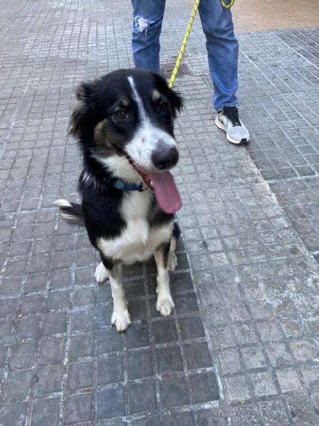 Splendida Border Collie  MILA