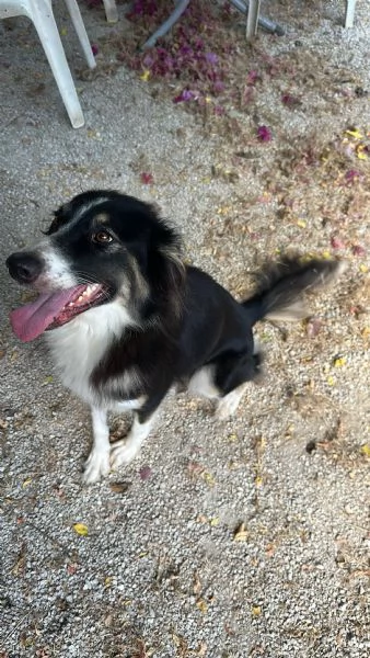 Splendida Border Collie  MILA | Foto 5