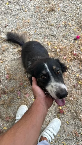 Splendida Border Collie  MILA | Foto 4