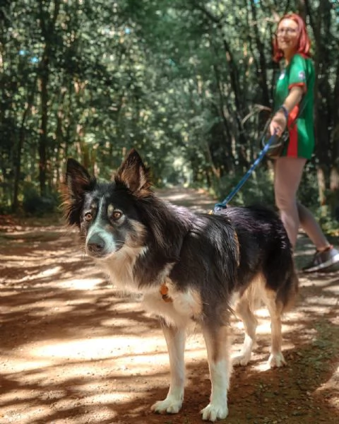 Splendida Border Collie  MILA | Foto 4