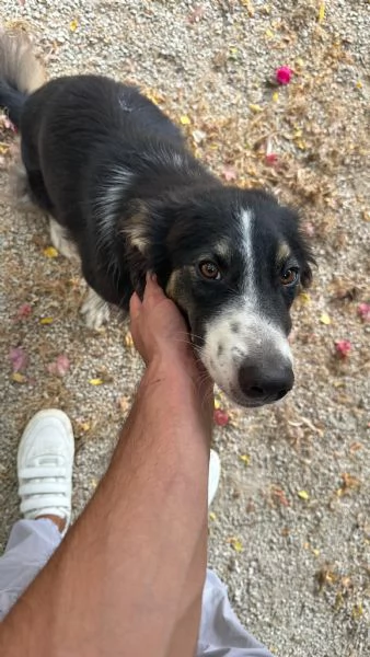 Splendida Border Collie  MILA | Foto 3