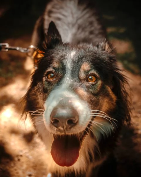 Splendida Border Collie  MILA | Foto 3