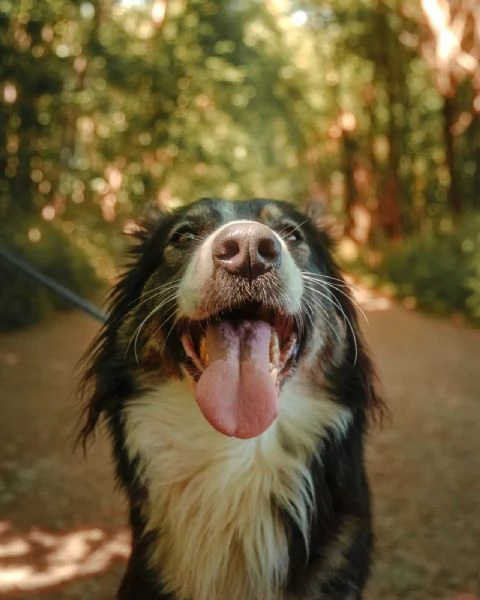 Splendida Border Collie  MILA | Foto 2