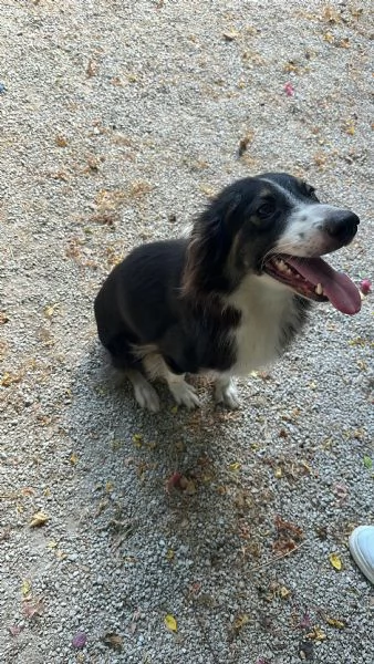 Splendida Border Collie  MILA | Foto 1
