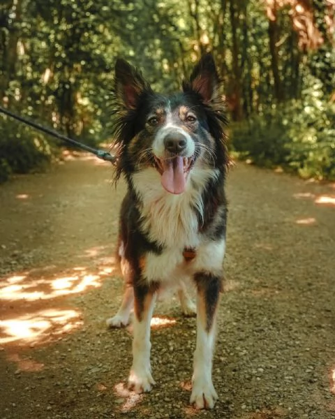 Splendida Border Collie  MILA | Foto 1
