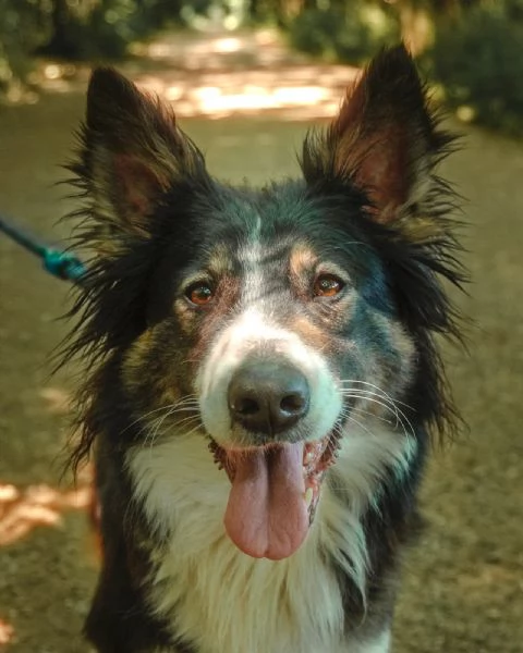 Splendida Border Collie  MILA | Foto 0