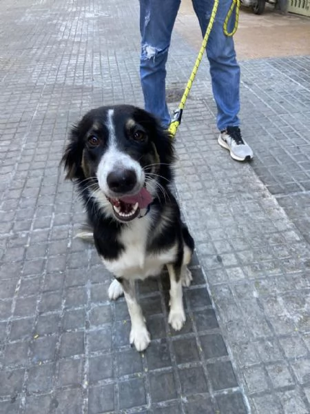 Splendida Border Collie  MILA | Foto 0