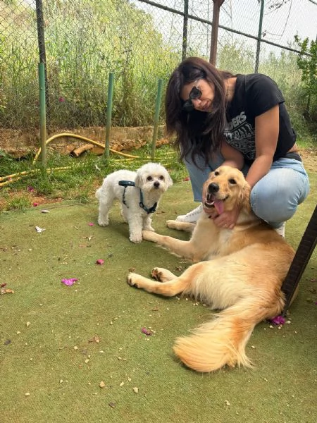 Splendida Golden Retriever  KIRA | Foto 4