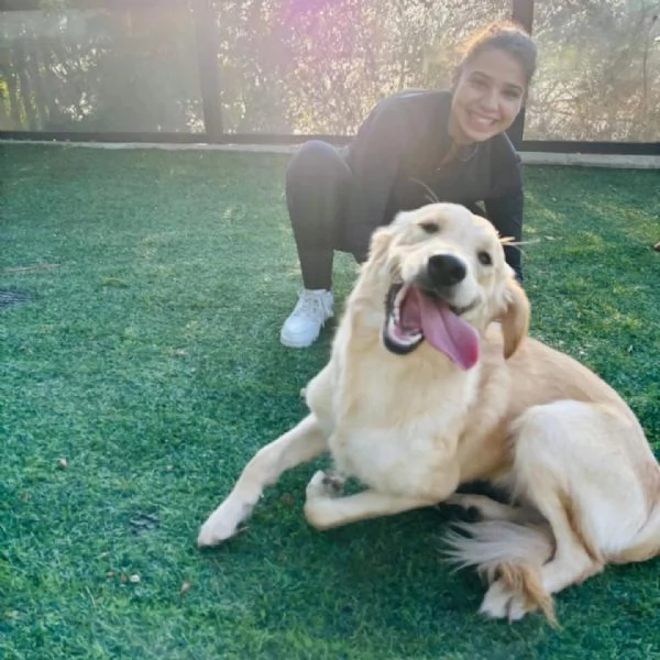 Splendida Golden Retriever  KIRA | Foto 3