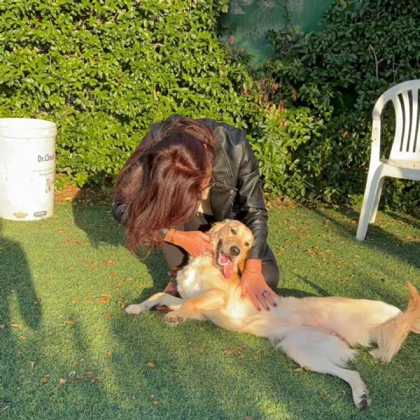 Splendida Golden Retriever  KIRA | Foto 2