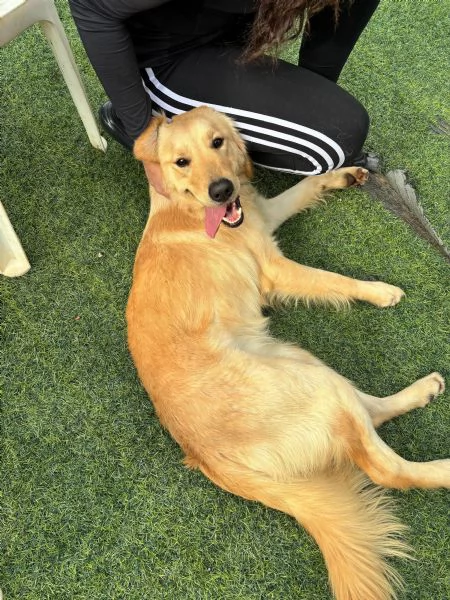 Splendida Golden Retriever  KIRA