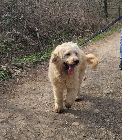  FLUFFY simil lagotto