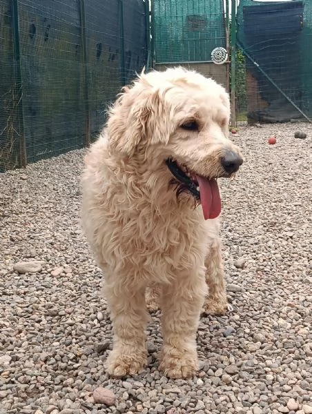  FLUFFY simil lagotto | Foto 6