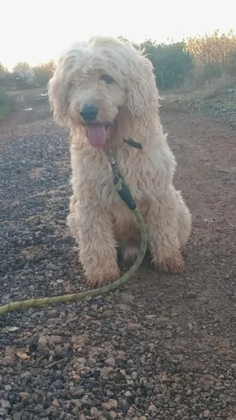 SPlendido barboncino  FLUFFY