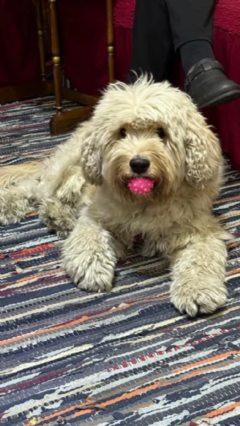  FLUFFY simil lagotto | Foto 5