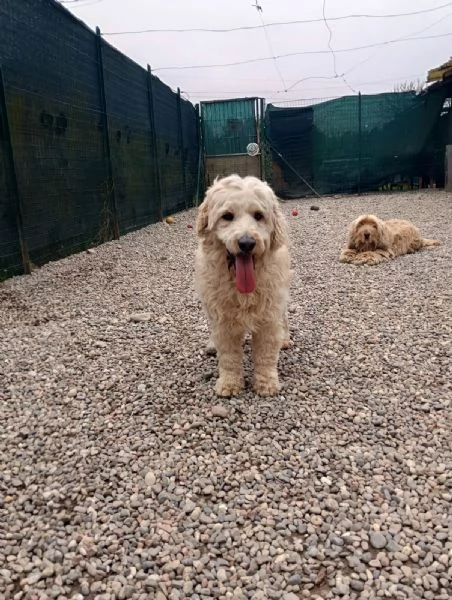  FLUFFY simil lagotto | Foto 3