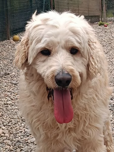  FLUFFY simil lagotto