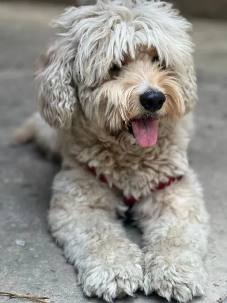  FLUFFY simil lagotto | Foto 1
