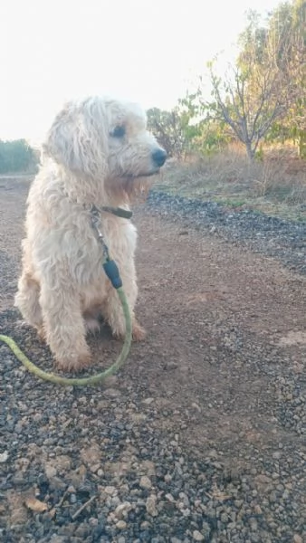 SPlendido barboncino  FLUFFY | Foto 3