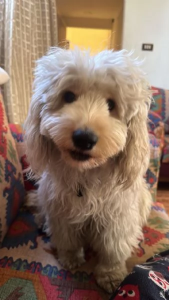  FLUFFY simil lagotto | Foto 0