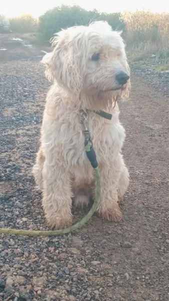 SPlendido barboncino  FLUFFY | Foto 2