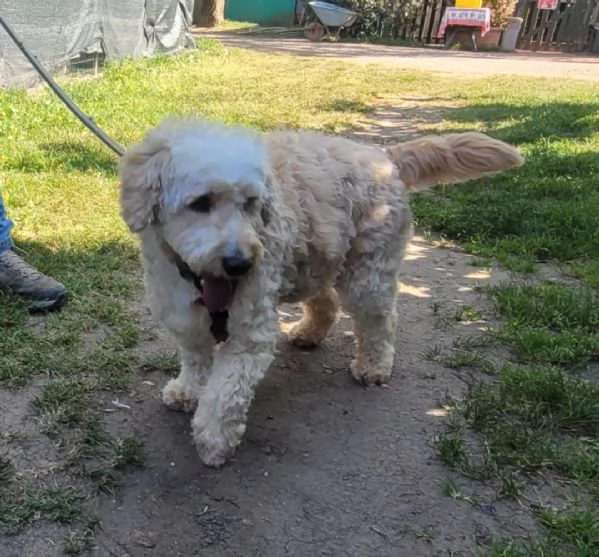  FLUFFY simil lagotto | Foto 4