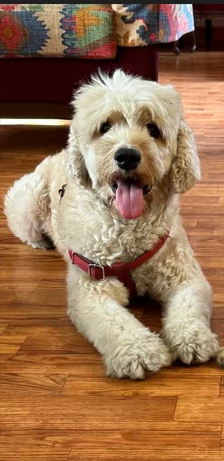  FLUFFY simil lagotto | Foto 3