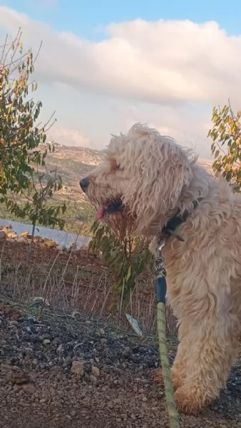 SPlendido barboncino  FLUFFY | Foto 1