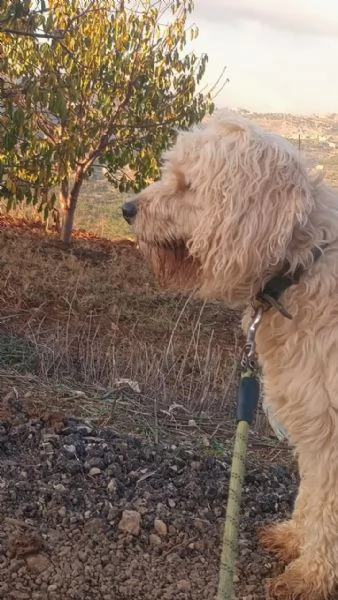 SPlendido barboncino  FLUFFY | Foto 0