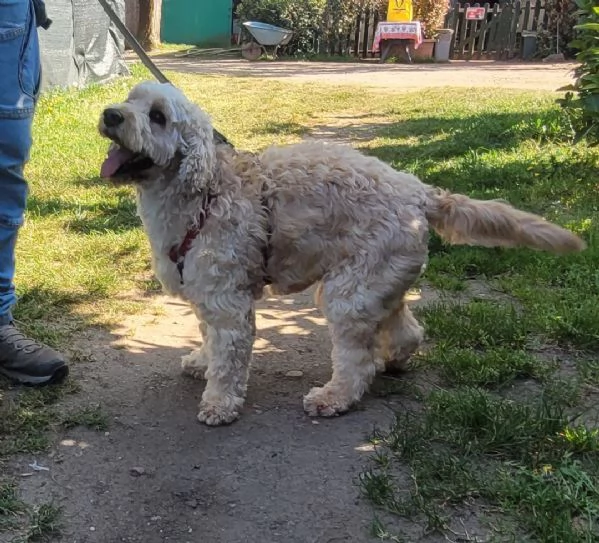  FLUFFY simil lagotto | Foto 2