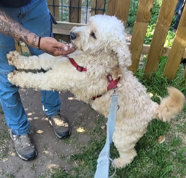  FLUFFY simil lagotto | Foto 1