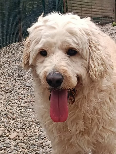  FLUFFY simil lagotto | Foto 0