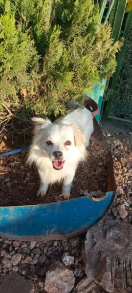 Splendido simil volpino  COOKI | Foto 5