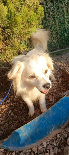 Splendido simil volpino  COOKI | Foto 4