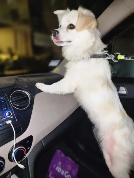 Splendido simil volpino  COOKI