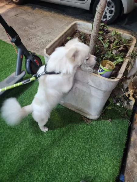 Splendido simil volpino  COOKI | Foto 3