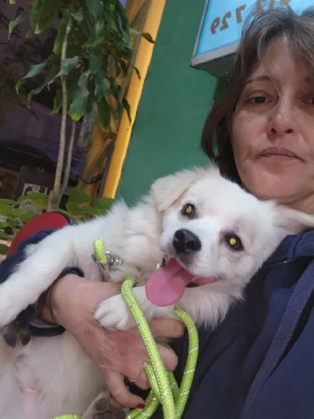 Splendido simil volpino  COOKI | Foto 2