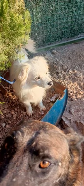 Splendido simil volpino  COOKI | Foto 1