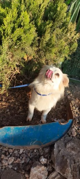 Splendido simil volpino  COOKI | Foto 0