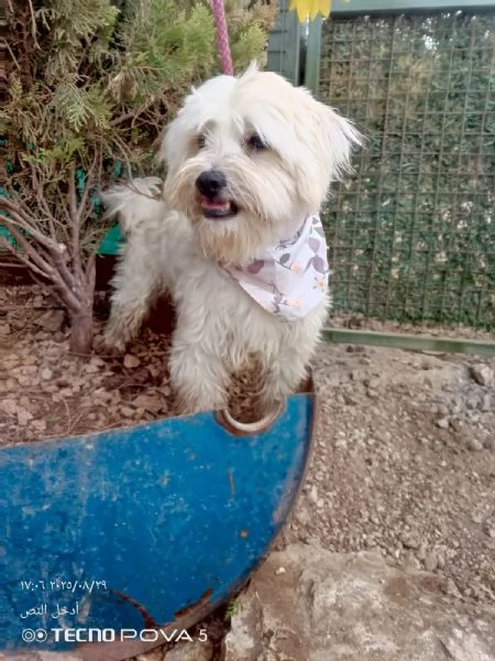 Splendido maltese  DIEGO | Foto 5