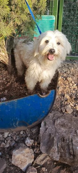 Splendido maltese  DIEGO | Foto 4