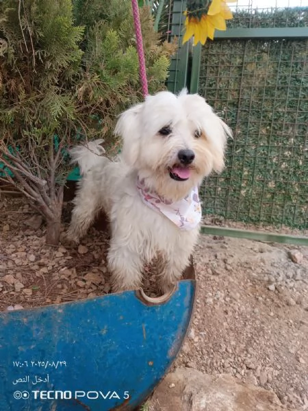 Splendido maltese  DIEGO | Foto 3