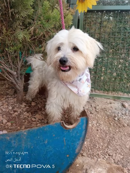 Splendido maltese  DIEGO | Foto 2