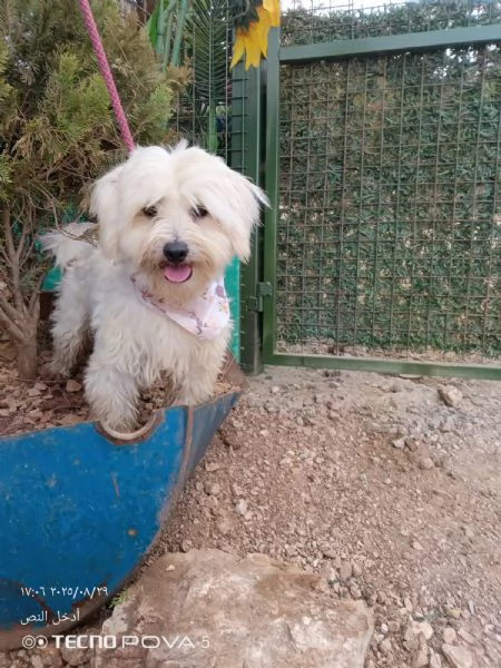 Splendido maltese  DIEGO | Foto 1