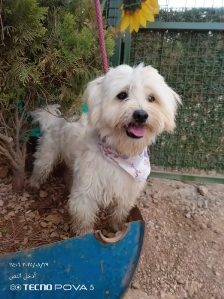 Splendido maltese  DIEGO